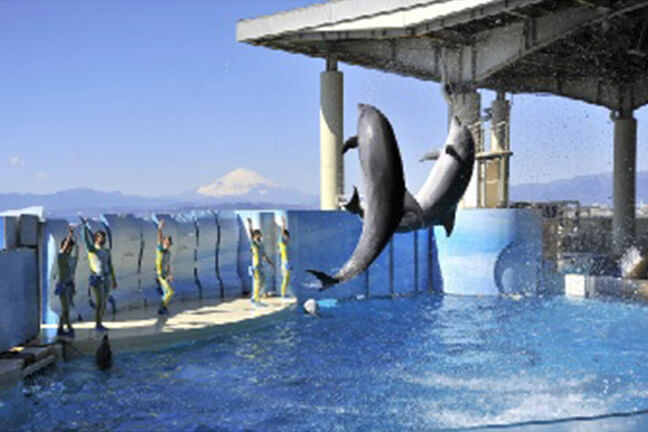 新江ノ島水族館